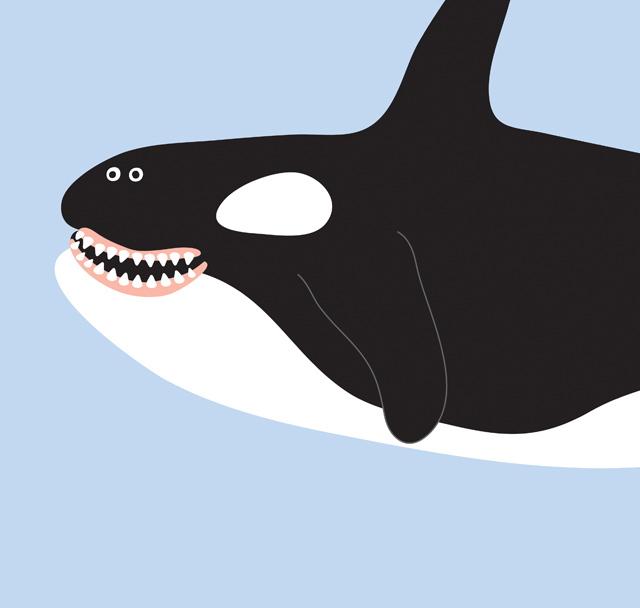 killer whale