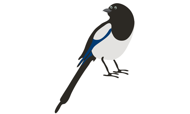 magpies! Claire Murray illustrator